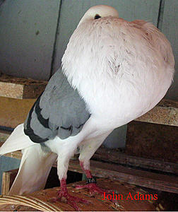 Testing uploads limit-photo698.jpg