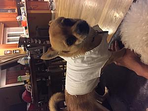 Bens Test Thread-photo323.jpg