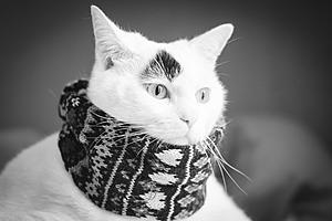 rfsafsdfsd-image-h.jpg