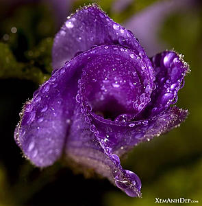 Test photo-flower_drop10.jpg